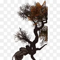 枯藤老树-空若网 枯藤老树-空若网