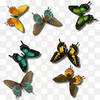 蝴蝶昆虫传粉器-空若网 蝴蝶昆虫传粉器-空若网