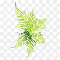 蓬荜生辉小草 生命律动-空若网 蓬荜生辉小草 生命律动-空若网