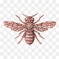 ��ɫ�۷�-������