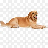 可爱狗狗动物造型-空若网 可爱狗狗动物造型-空若网