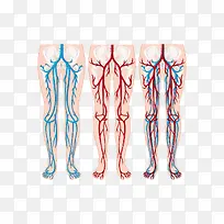 医学神经图-空若网 医学神经图-空若网
