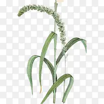 手绘狗尾巴草-空若网 手绘狗尾巴草-空若网