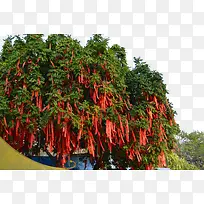 ��ɫ�Ĳ���������-������