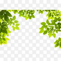 树蔓-空若网 树蔓-空若网