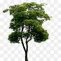 摄影公园里的绿色大树-空若网 摄影公园里的绿色大树-空若网