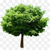 ������Ӱ��԰��Ĵ���ֲ��-������