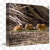 松鼠啮齿动物野生动物豚鼠-空若网 松鼠啮齿动物野生动物豚鼠-空若网