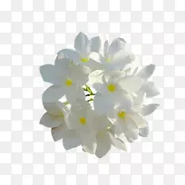 花皮剪贴画-香草-空若网 花皮剪贴画-香草-空若网