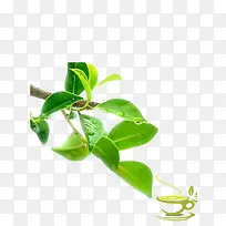 绿茶树枝-空若网 绿茶树枝-空若网