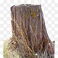树桩-空若网 树桩-空若网