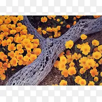 高清创意黄色花朵木头创意摄影-空若网 高清创意黄色花朵木头创意摄影-空若网