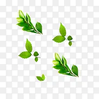 漂浮薄荷草-空若网 漂浮薄荷草-空若网