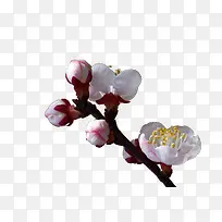 一枝杏花-空若网 一枝杏花-空若网