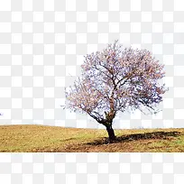 原野花树-空若网 原野花树-空若网