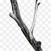 ˮ����֦-������