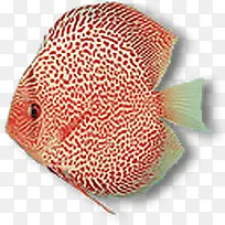 红点热带鱼-空若网 红点热带鱼-空若网
