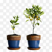 金橘盆栽-空若网 金橘盆栽-空若网