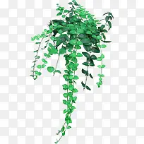 绿叶-空若网 绿叶-空若网