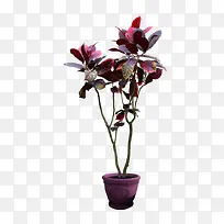 ������֦-������