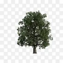 3D������ľ-������