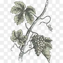 手绘葡萄树枝叶子果实-空若网 手绘葡萄树枝叶子果实-空若网