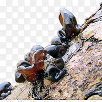 Ұ��ľ����Ʒʵ��-������