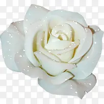 白色花朵-空若网 白色花朵-空若网