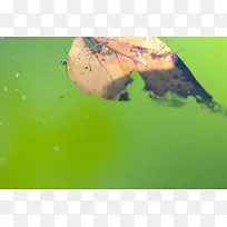 水面上的树叶背景-空若网 水面上的树叶背景-空若网