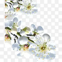 ��ƺ�����Ϧ������֦-������