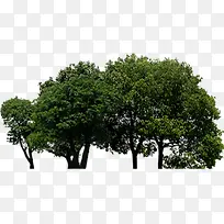 高档住宅小区大树-空若网 高档住宅小区大树-空若网