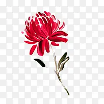 创意油画手绘菊花-空若网 创意油画手绘菊花-空若网