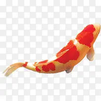 ����ں��ɫ����-������