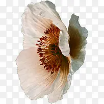 白色的蝶恋花-空若网 白色的蝶恋花-空若网