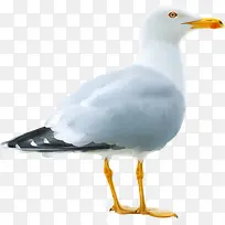 白鸟-空若网 白鸟-空若网