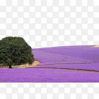大树下的薰衣草-空若网 大树下的薰衣草-空若网