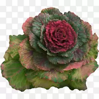 甘蓝叶蔬菜春菜花椰菜-空若网 甘蓝叶蔬菜春菜花椰菜-空若网