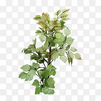 ��֦-������