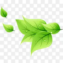 绿叶-空若网 绿叶-空若网