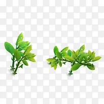 ��Ҷ-������