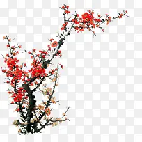 »ðºìÀ°Ã·Ê÷-¿ÕÈôÍø »ðºìÀ°Ã·Ê÷-¿ÕÈôÍø