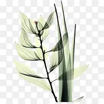 树枝-空若网 树枝-空若网