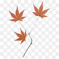 红枫叶-空若网 红枫叶-空若网