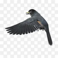 鸟煽动翅膀的鸟-空若网 鸟煽动翅膀的鸟-空若网