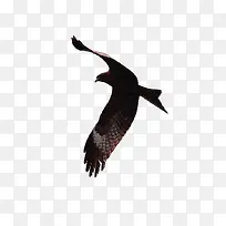 ���ɵ���ӥ-������