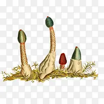 免费菌菇插画-空若网 免费菌菇插画-空若网