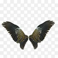 ��ӥ���-������