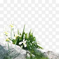 白色小花-空若网 白色小花-空若网