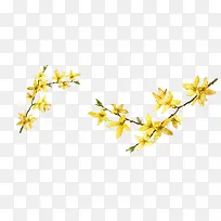 小黄花-空若网 小黄花-空若网