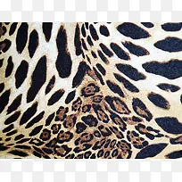 ���Ʊ���ͼ��-������